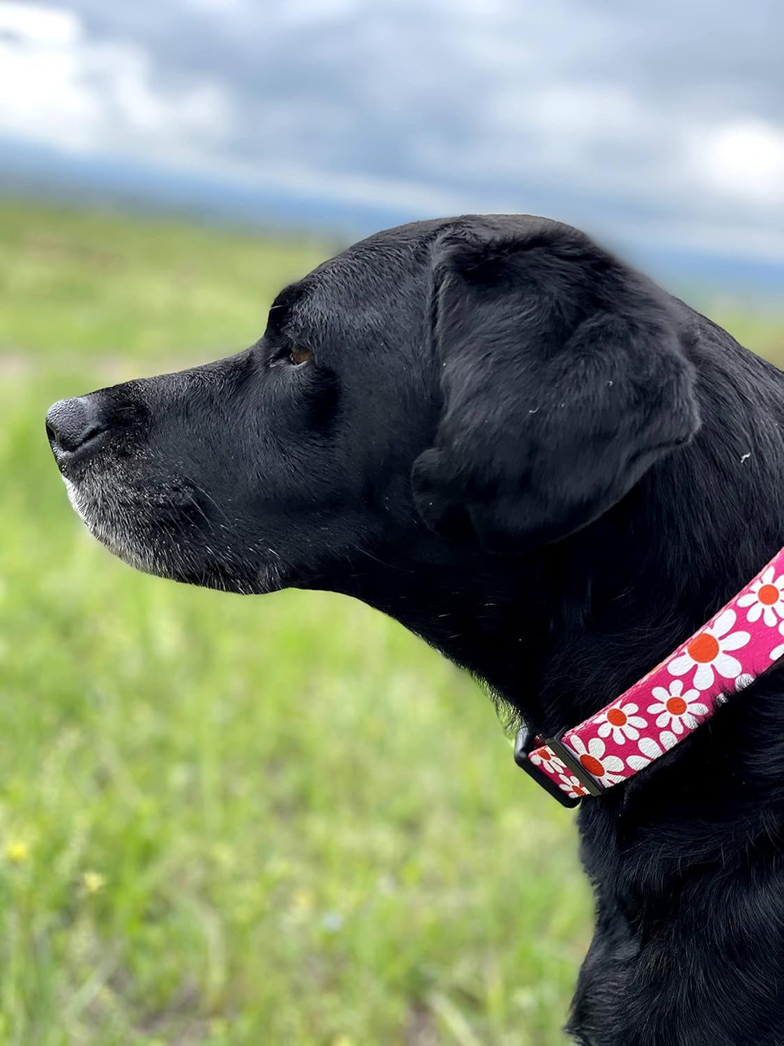 Flower Dog Collar, Adjustable Small Medium Large, Cute Girl Female Summer Spring Pretty Designer Puppy Essentials Accessories, Pink Floral Blue Daisy Rose (Small, Pink Daisy)