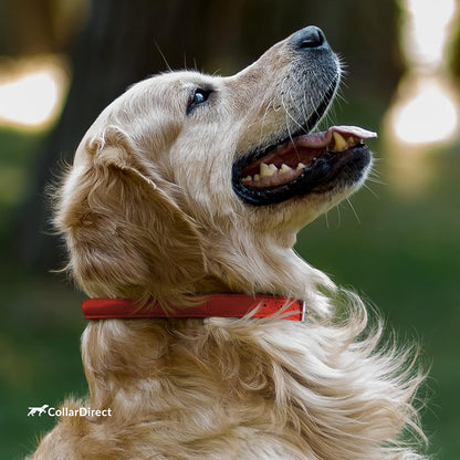 Rolled Leather Dog Collar, Soft Padded round Puppy Collar, Handmade Genuine Leather Collar Dog Small Large Cat Collars 13 Colors (11-14 Inch, Red Textured)